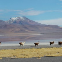 Llamas on the other side of the Laguna Colorada